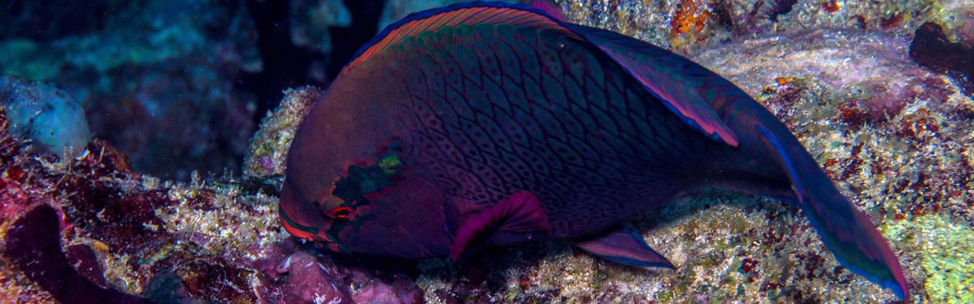 Swarthy Parrotfish